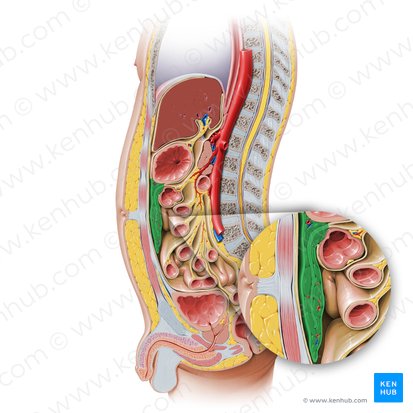 Omento mayor (Omentum majus); Imagen: Paul Kim