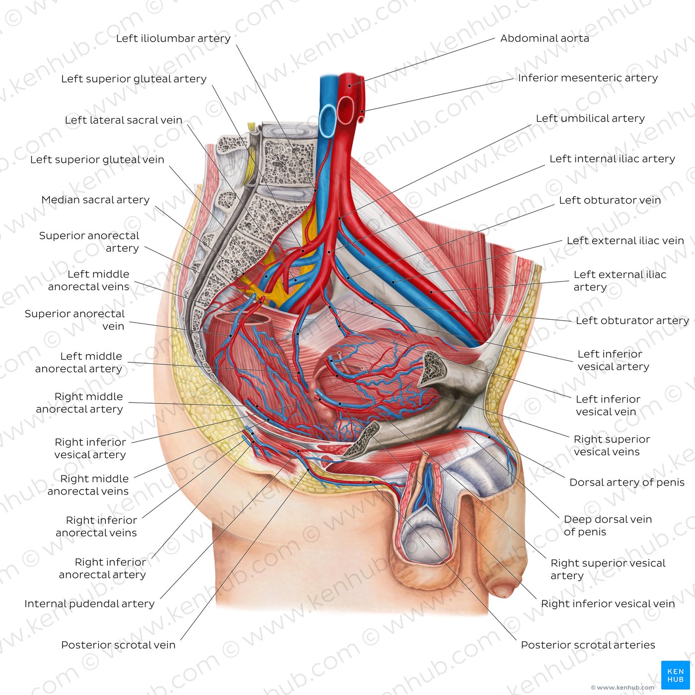 Blood vessels of the male pelvis (overview diagram)