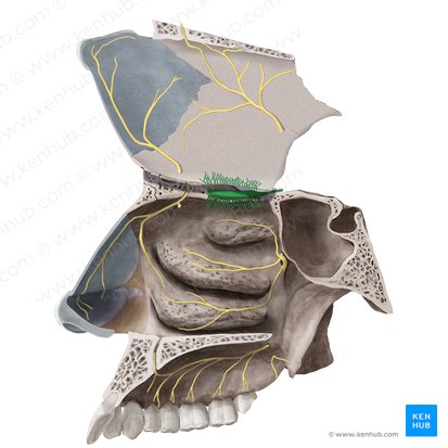 Olfactory nerve (Nervus olfactorius); Image: Begoña Rodriguez