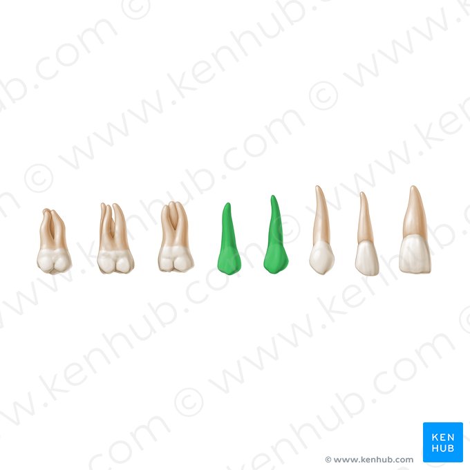 Premolar teeth (Dentes premolares); Image: Paul Kim