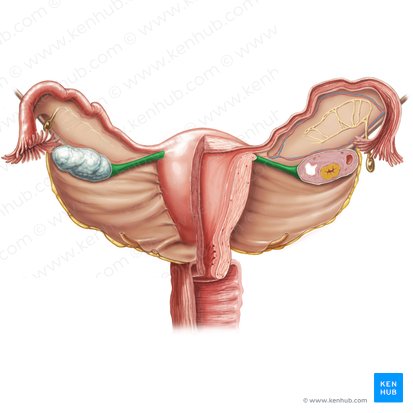 Ligamento propio del ovario (Ligamentum proprium ovarii); Imagen: Samantha Zimmerman