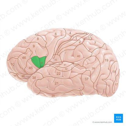 Área 44 de Brodmann (Area Brodmann 44); Imagem: Paul Kim