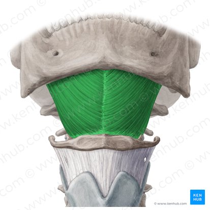 Músculo milohioideo (Musculus mylohyoideus); Imagen: Yousun Koh