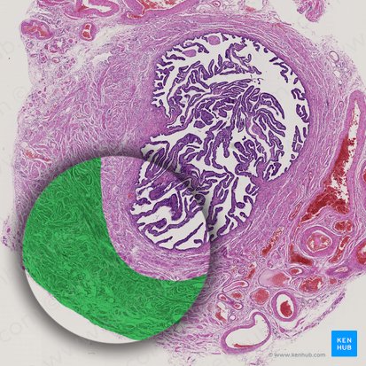 Outer longitudinal layer of muscular coat (Stratum longitudinale externum tunicae muscularis); Image: 