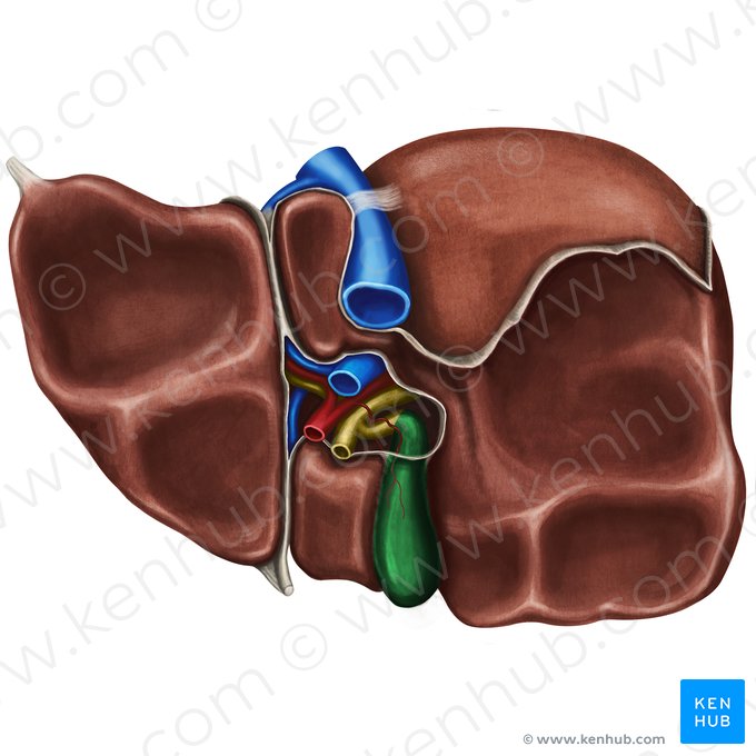 Gallbladder (Vesica biliaris); Image: Irina Münstermann