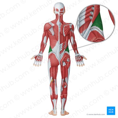 Musculus obliquus externus abdominis (Äußerer schräger Bauchmuskel); Bild: Irina Münstermann