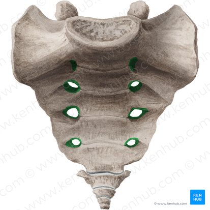 Foramina sacralia anteriora (Vordere Löcher des Kreuzbeins); Bild: Liene Znotina