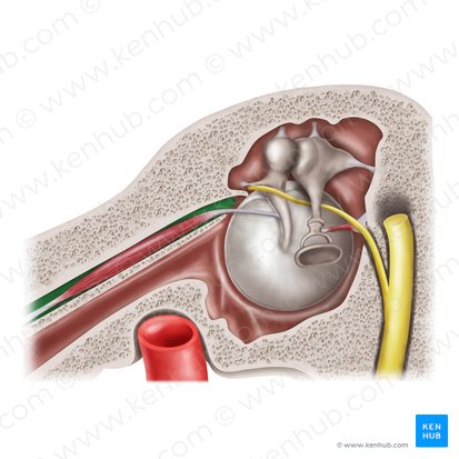 Semicanal for tensor tympani muscle (Semicanalis musculi tensoris tympani); Image: Mao Miyamoto