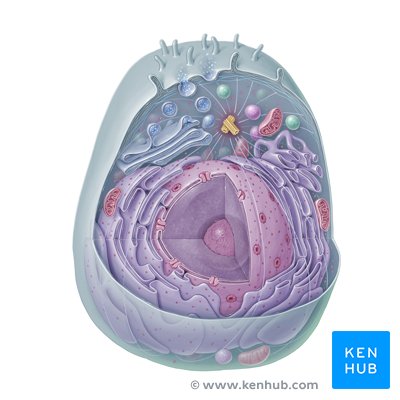 Eukaryotic cell