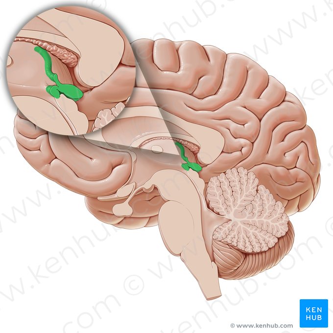 Epithalamus; Image: Paul Kim
