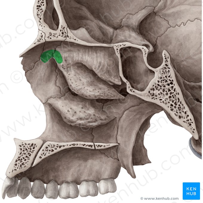 Eminencia nasal (Agger nasi); Imagen: Yousun Koh