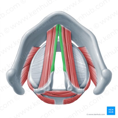 Vocal ligament (Ligamentum vocale); Image: Paul Kim