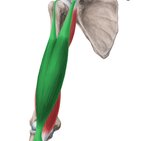 Muscle biceps brachial