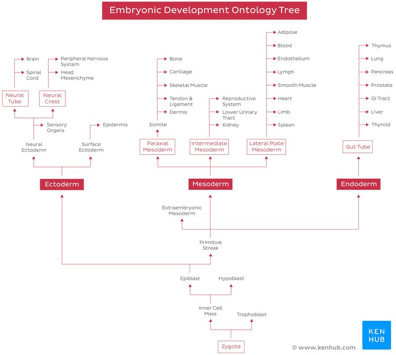 Embryonic Development Ontology Tree