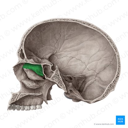 Cornete nasal superior del hueso etmoides (Concha superior nasi ossis ethmoidalis); Imagen: Yousun Koh