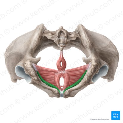 Musculus ischiocavernosus (femininus) (Sitzbein-Schwellkörper-Muskel der Frau); Bild: Liene Znotina