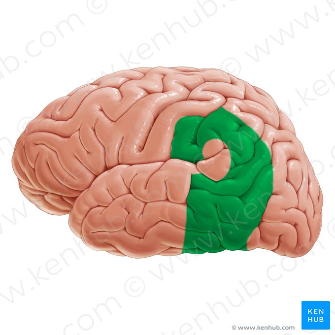 Área de associação parieto-temporo-occipital (Area associationis parietotemporooccipitalis); Imagem: Paul Kim