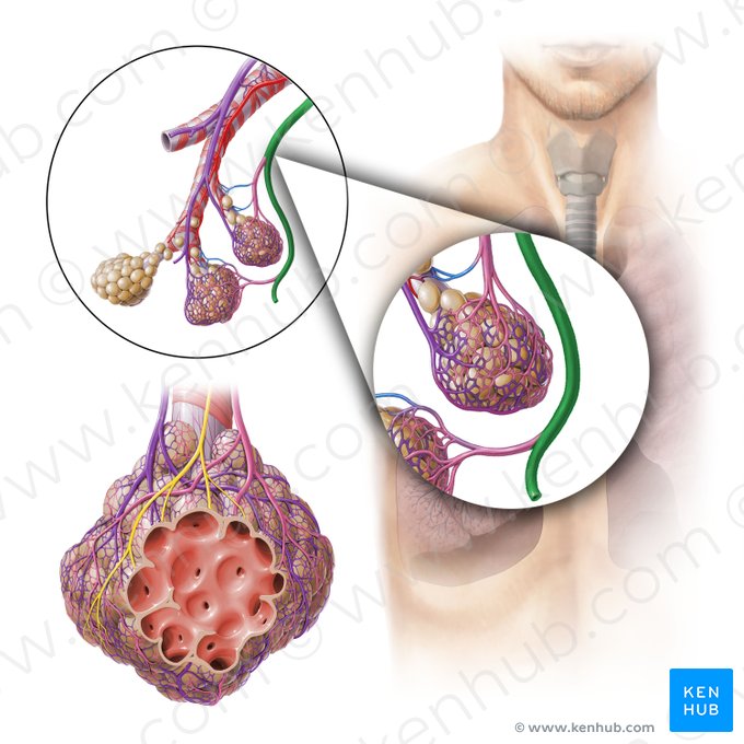 Venae pulmonales (Lungenvenen); Bild: Paul Kim