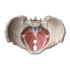Músculos del suelo de la pelvis