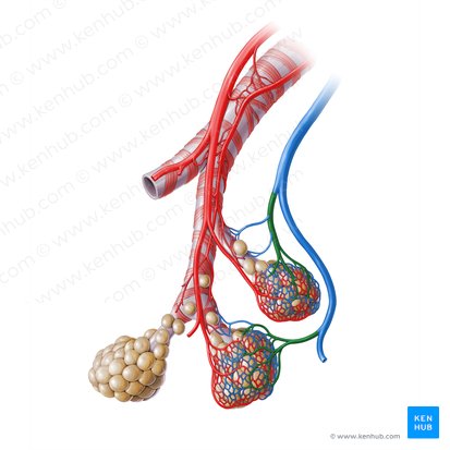 Vénula pulmonar (Venula pulmonalis); Imagem: Paul Kim