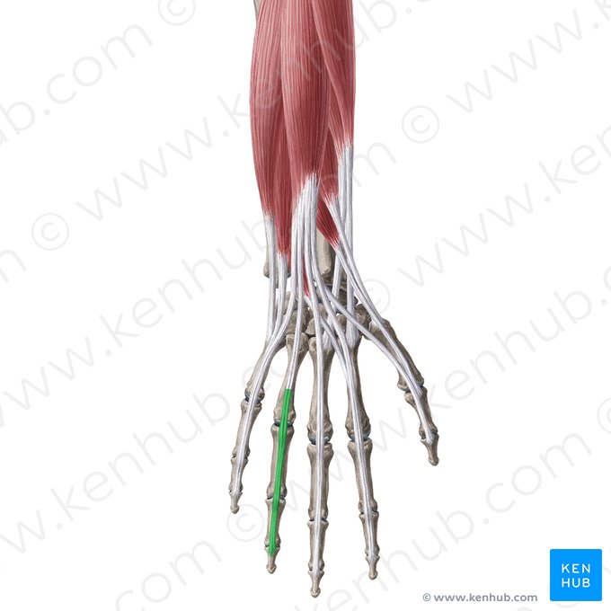 Expansão extensora do 4.º dedo da mão (Aponeurosis extensoria digiti 4 manus); Imagem: Yousun Koh