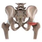 Gemelli muscles (3D)
