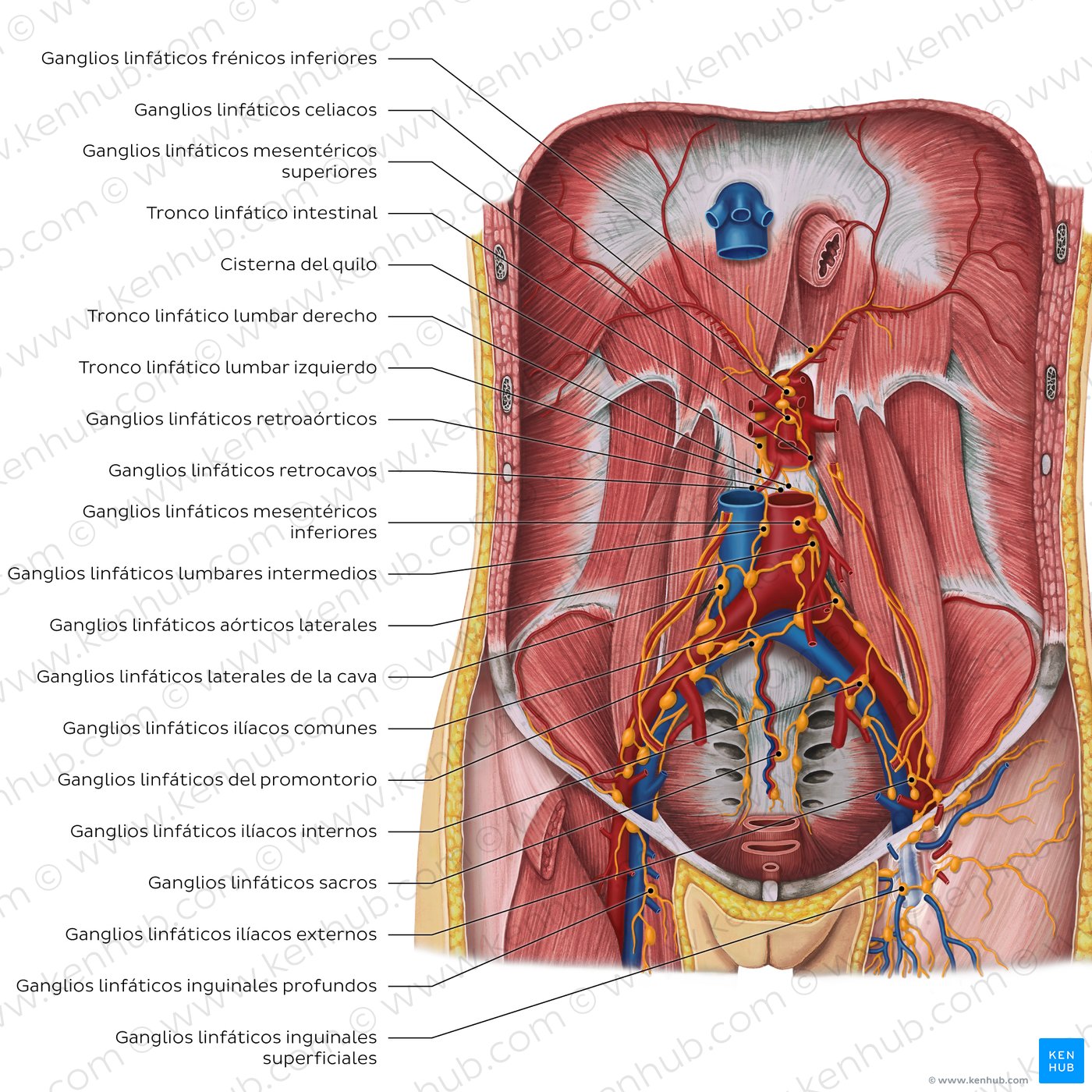 Lymphatics of the posterior abdominal wall