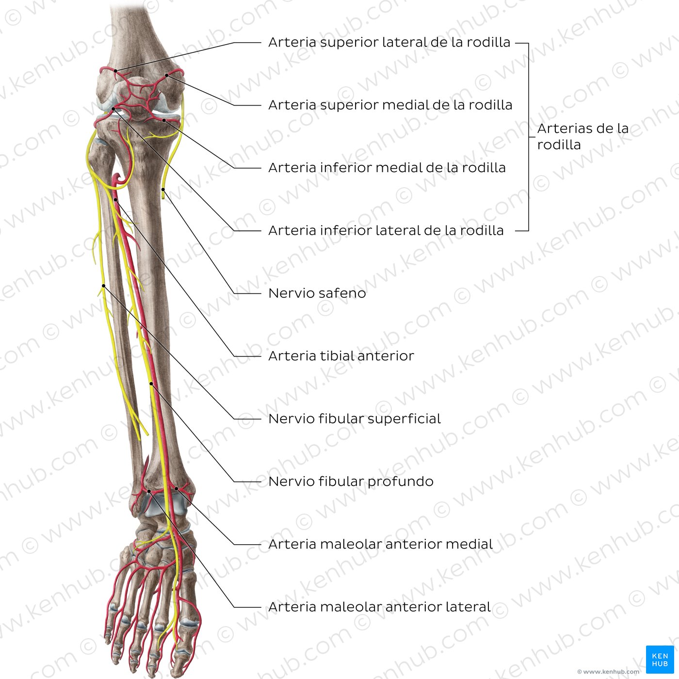 Vista anterior de las arterias y nervios de la rodilla y de la pierna
