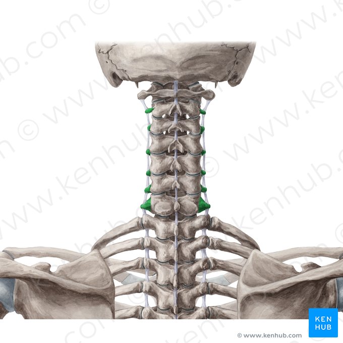 Transverse processes of vertebrae C2-C7 (Processus transversi vertebrarum C2-C7); Image: Yousun Koh