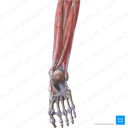 Nervio tibial (Nervus tibialis); Imagen: Liene Znotina