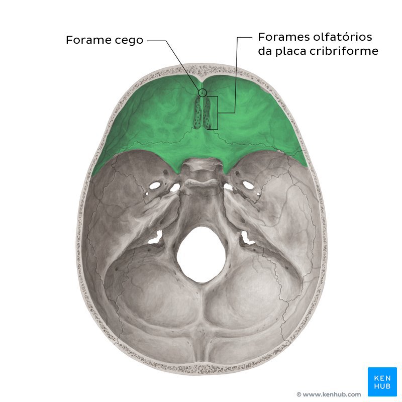 Forames da fossa craniana anterior (vista superior)