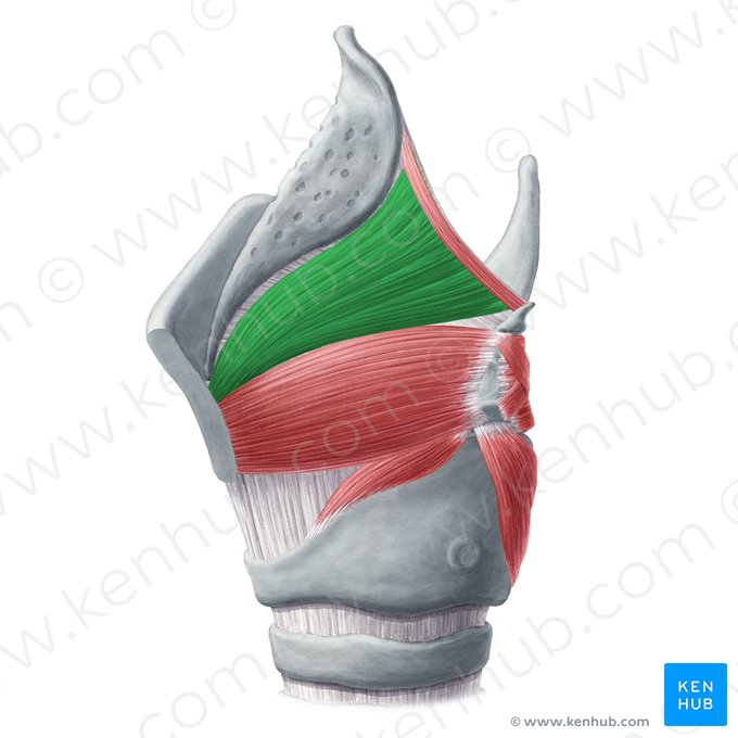 Músculo tireoepiglótico (Musculus thyroepiglotticus); Imagem: Yousun Koh