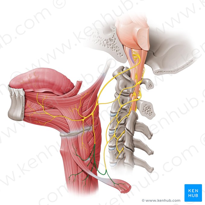 Asa cervical (Ansa cervicalis); Imagen: Paul Kim