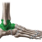 Ankle joint: Anatomy, bones, ligaments and movements