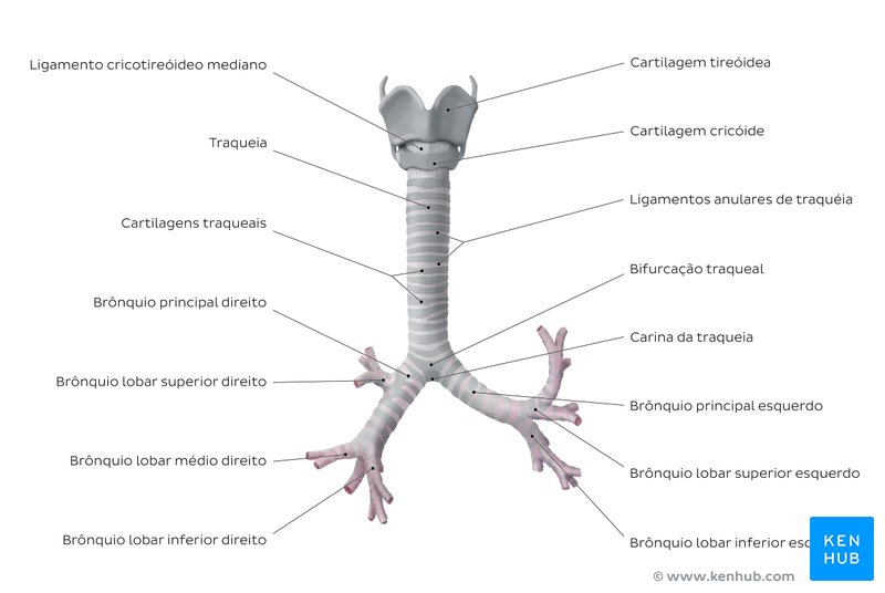 Traqueia e brônquios - visão geral