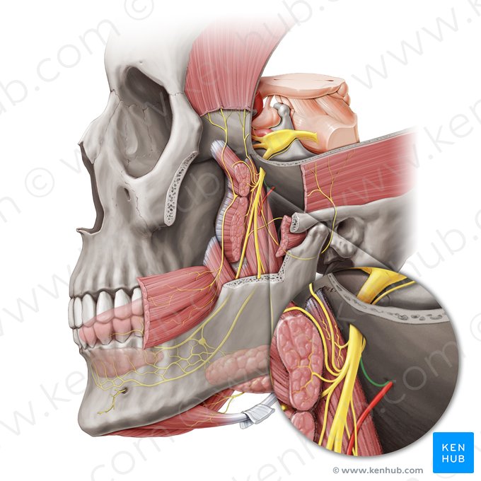 Ramo meníngeo del nervio mandibular (Ramus meningeus nervi mandibularis); Imagen: Paul Kim