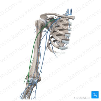 Vena cefálica (Vena cephalica); Imagen: Yousun Koh