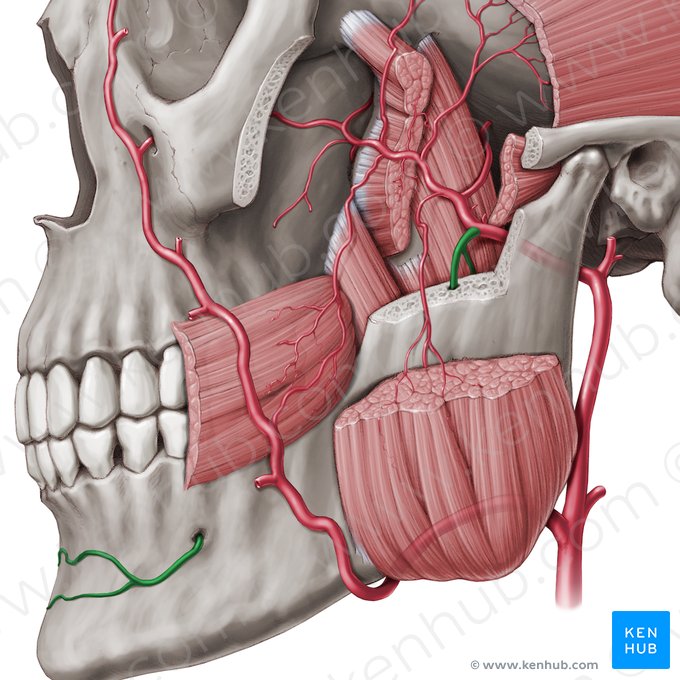 Inferior alveolar artery (Arteria alveolaris inferior); Image: Paul Kim