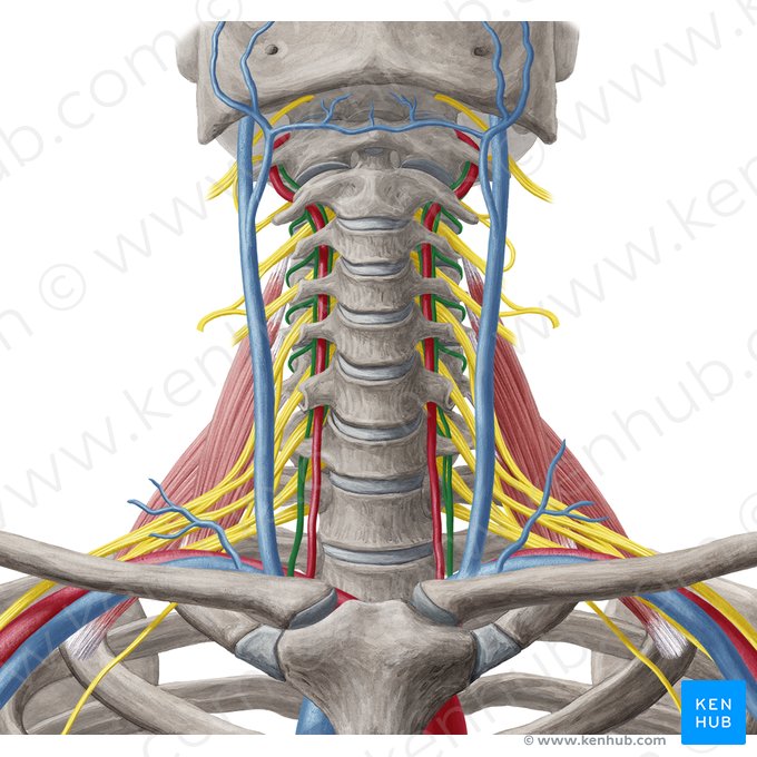 Vertebral vein (Vena vertebralis); Image: Yousun Koh