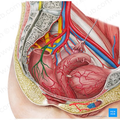 Superior anorectal artery (Arteria anorectalis superior); Image: Irina Münstermann