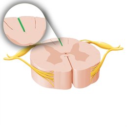 Topography and morphology of the spinal cord