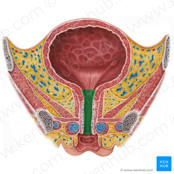 Uretra feminina (Urethra feminina); Imagem: Irina Münstermann