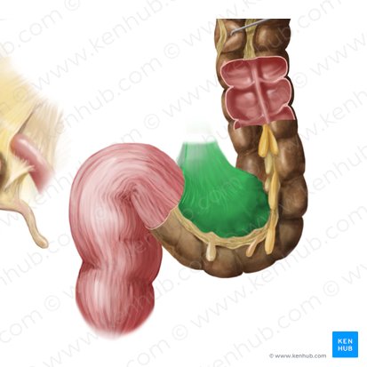 Mésocôlon sigmoïde (Mesocolon sigmoideum); Image : Begoña Rodriguez