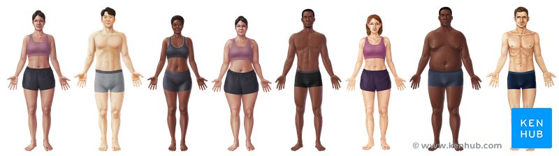 Diverse anatomy models