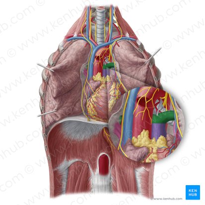 Artère pulmonaire (Arteria pulmonalis); Image : Yousun Koh