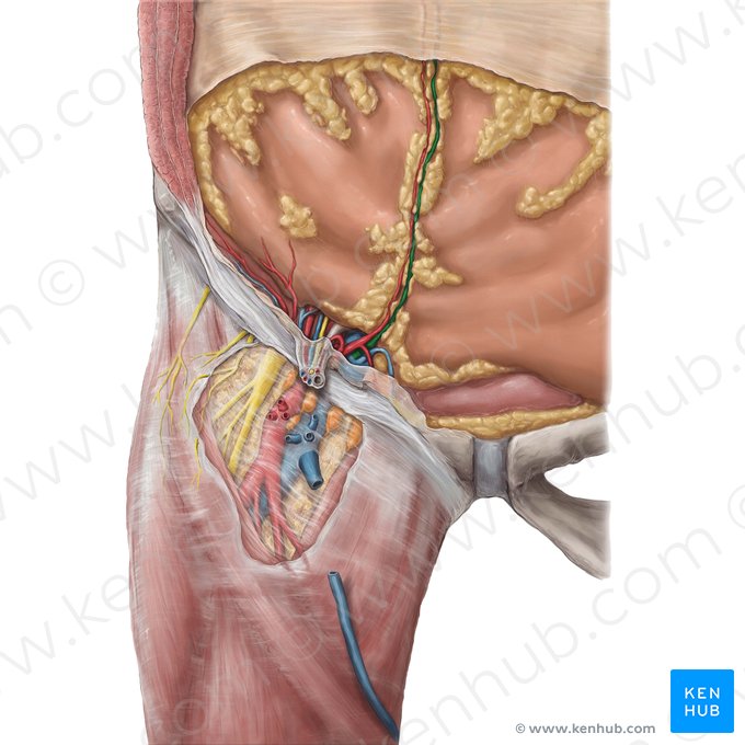 Vena epigastrica inferior (Untere Bauchdeckenvene); Bild: Hannah Ely