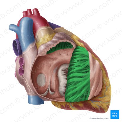 Pectinate muscles (Musculi pectinati); Image: Yousun Koh