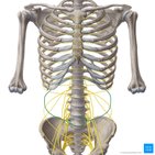 Subcostal nerve