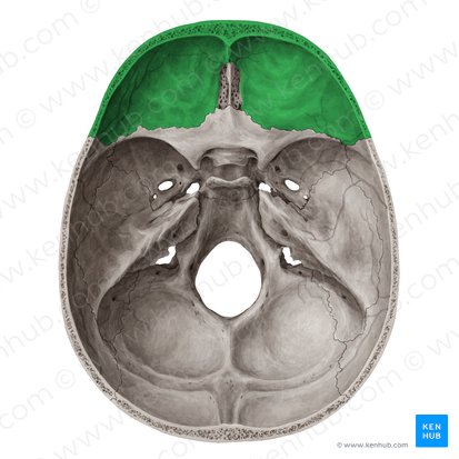 Frontal bone (Os frontale); Image: Yousun Koh