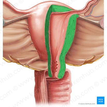 Myometrium; Image: Samantha Zimmerman